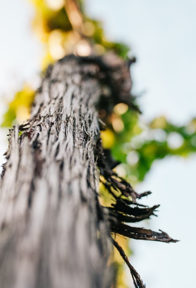 Weinrebe Buschenschank Weinrebe Buschenschank