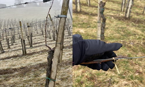 Weingut Blog Weingut Blog