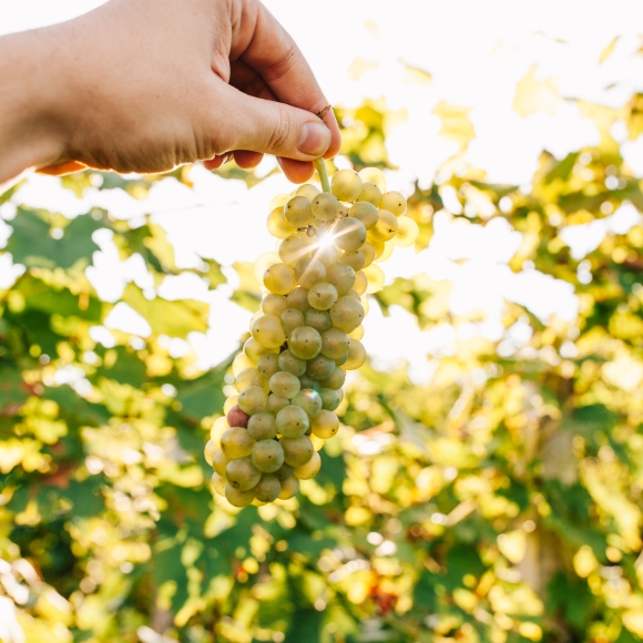 Weinlese Gutjahr Kitzeck