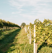 Weinreben Kitzeck Sausal Weinreben Kitzeck Sausal