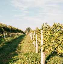 Weinreben Kitzeck Sausal