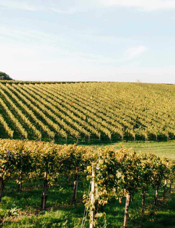 Weingarten Südsteiermark Kitzeck